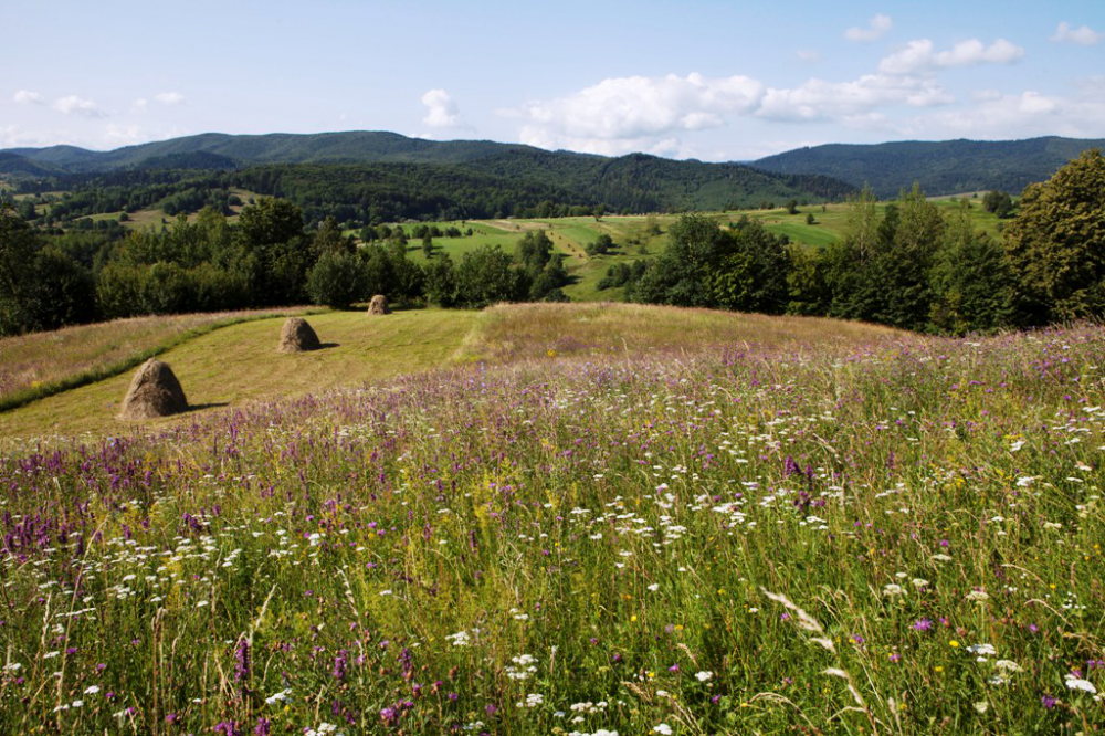 Frumuseţile României. Documentarul „Wild Carpathia” va fi prezentat în premieră la sediul ONU din New York 4 documentarromania2.png