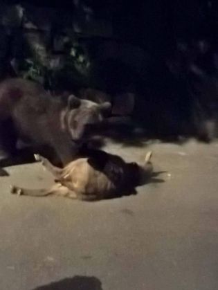 urs capra1_236961.jpg