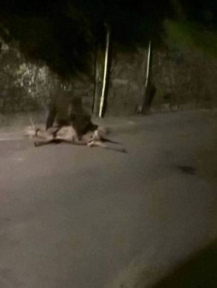 urs capra2_236964.jpg