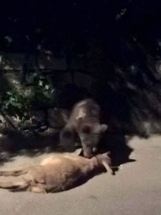 urs capra3_236963.jpg