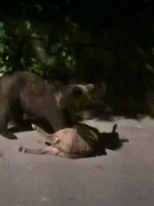 urs capra4_236962.jpg