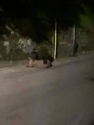 urs capra_236960.jpg