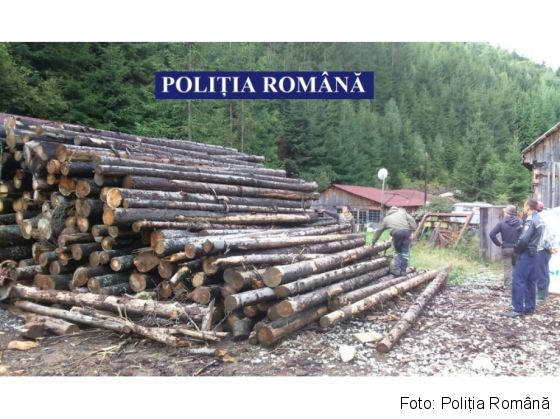 perchezitii lemne_240759.jpg