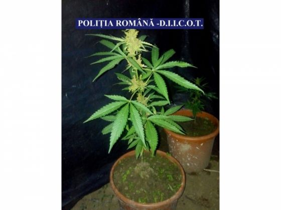 Cultură de cannabis descoperită astăzi de poliţişti, în urma a trei percheziţii (FOTO) 2 cultura cannabis 3_242294.jpg
