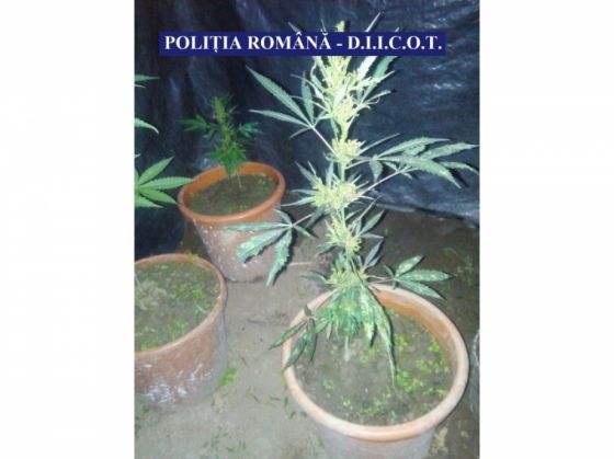 Cultură de cannabis descoperită astăzi de poliţişti, în urma a trei percheziţii (FOTO) 3 cultura cannabis_242295.jpg