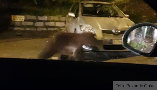 urs jepilor 3_242399.jpg