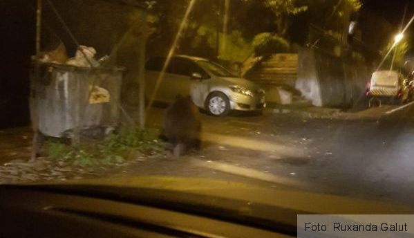 urs jepilor_242400.jpg