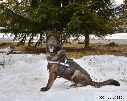 caine jandarmerie 3_247926.jpg