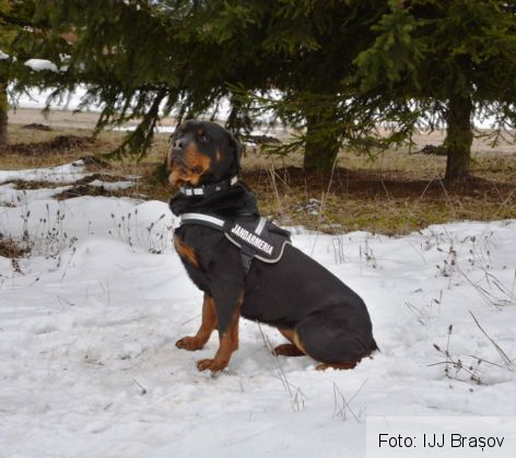 caine jandarmerie 4_247929.jpg