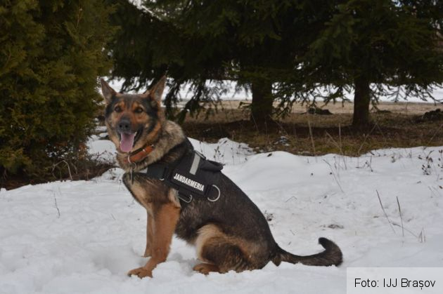 caine jandarmerie 5_247928.jpg