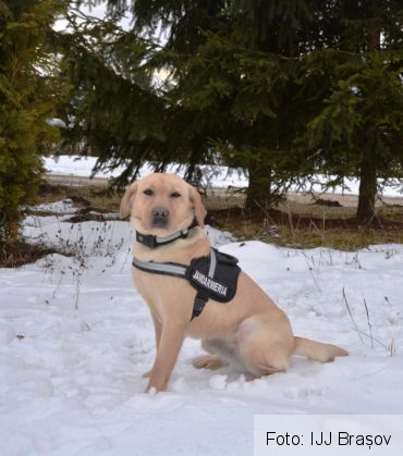 caine jandarmerie 6_247930.jpg