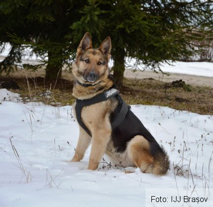 caine jandarmerie_247931.jpg