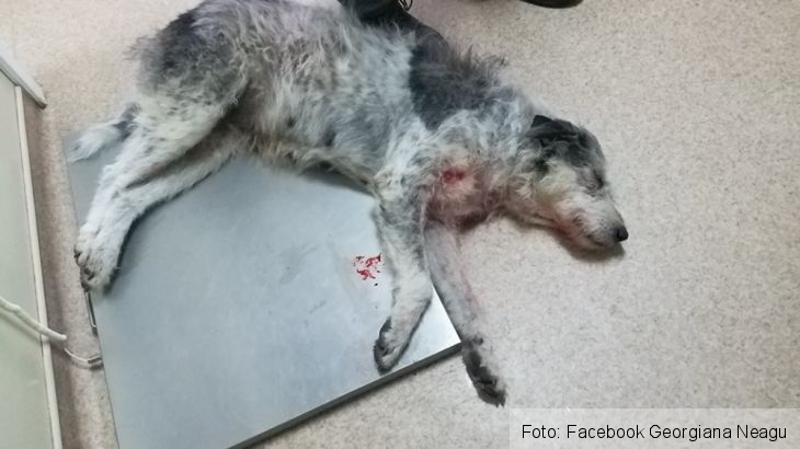 catelusa impuscata_247372.jpg