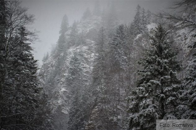BRAŞOV. Cum arată Prăpăstiile Zărneştiului după ninsoarea de februarie. IMAGINI AMEŢITOARE 3 prapastiile zarnestiului 3_247701.jpg