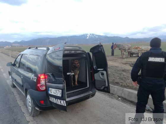 control jandarmi 2_248600.jpg