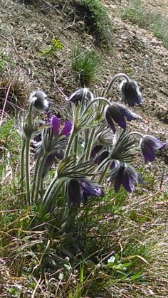 Simfonia primăverii pe Dealul Cetății Lempeș - GALERIE FOTO 2 IMAG0394_250064.jpg