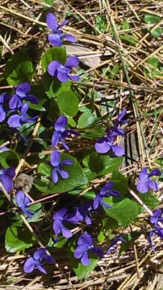 Simfonia primăverii pe Dealul Cetății Lempeș - GALERIE FOTO 4 IMAG0397_250063.jpg