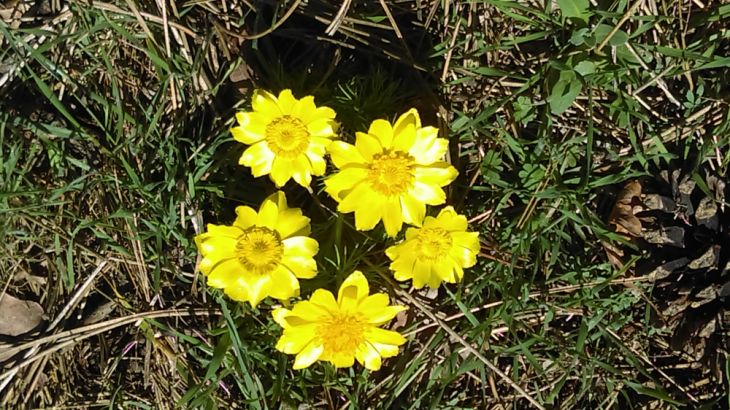 Simfonia primăverii pe Dealul Cetății Lempeș - GALERIE FOTO 3 IMAG0398_250069.jpg