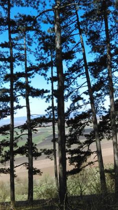 Simfonia primăverii pe Dealul Cetății Lempeș - GALERIE FOTO 11 IMAG0401_250065.jpg