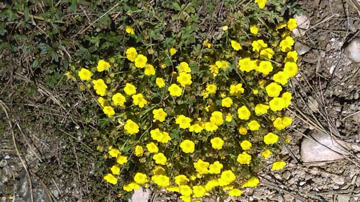 Simfonia primăverii pe Dealul Cetății Lempeș - GALERIE FOTO 5 IMAG0402_250066.jpg