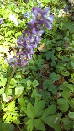 Simfonia primăverii pe Dealul Cetății Lempeș - GALERIE FOTO 7 IMAG0408_250070.jpg