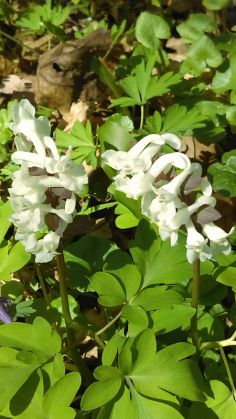 Simfonia primăverii pe Dealul Cetății Lempeș - GALERIE FOTO 8 IMAG0409_250067.jpg