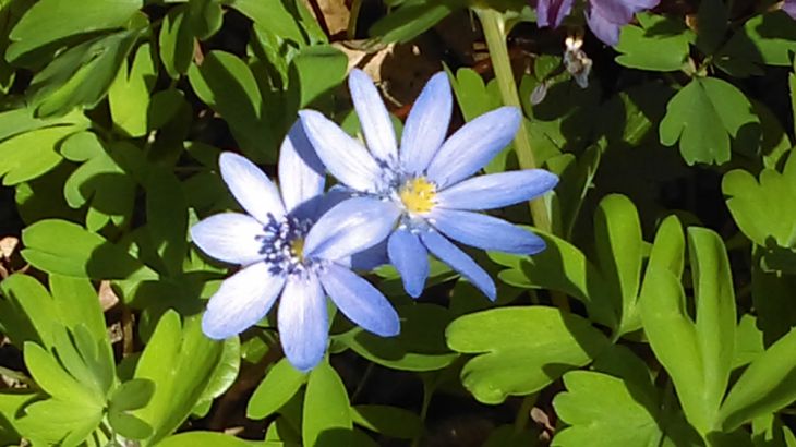 Simfonia primăverii pe Dealul Cetății Lempeș - GALERIE FOTO 9 IMAG0411_250073.jpg