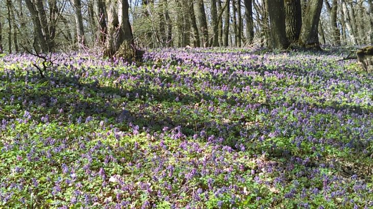 Simfonia primăverii pe Dealul Cetății Lempeș - GALERIE FOTO 6 IMAG0426_250072.jpg