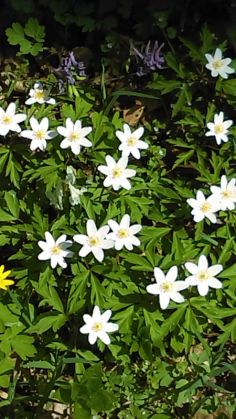 Simfonia primăverii pe Dealul Cetății Lempeș - GALERIE FOTO 10 IMAG0427_250071.jpg