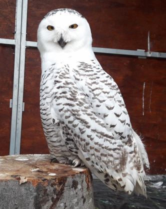 BRAŞOV. Păsări răpitoare din specii rare, la ZOO. Faceţi cunoştinţă cu vulturul cu cap alb şi bufniţa polară! GALERIE FOTO 3 bufnita_250700.jpg