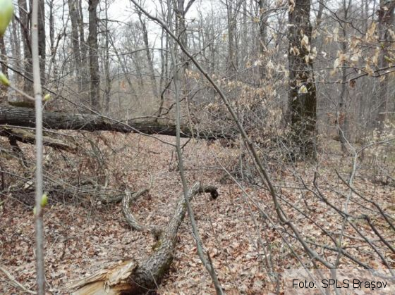 poteci salvamont 3_250152.jpg