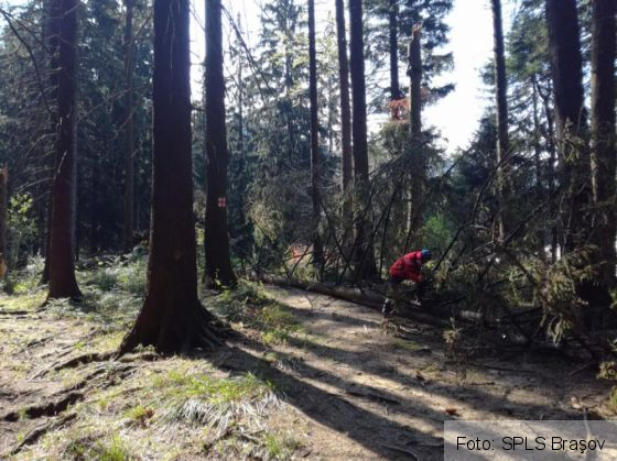 salvamont copaci 2_250797.jpg