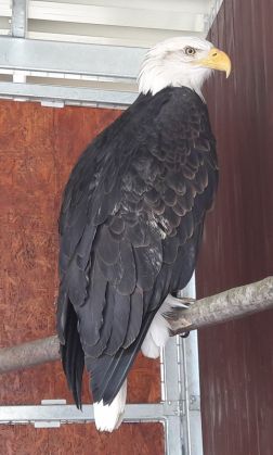 BRAŞOV. Păsări răpitoare din specii rare, la ZOO. Faceţi cunoştinţă cu vulturul cu cap alb şi bufniţa polară! GALERIE FOTO 2 vultur_250701.jpg