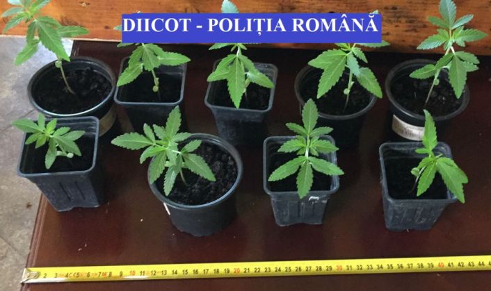 BV droguri_253025.jpg