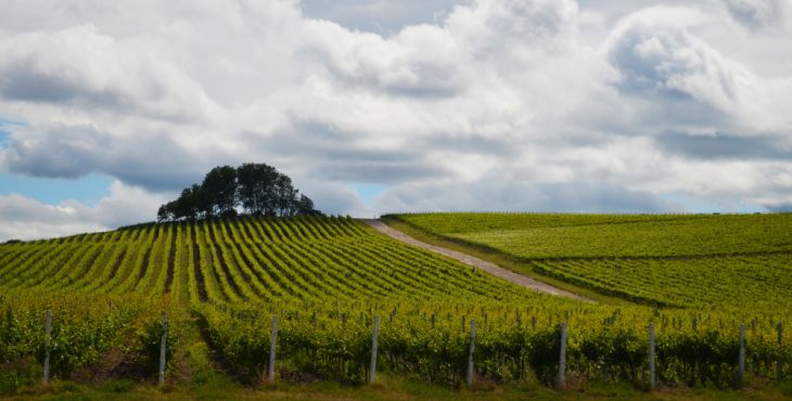 Podgoria Jidvei o_254354.jpg