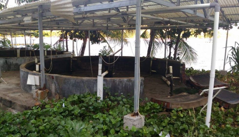 EXCLUSIV. Cum a trăit Nicu Dascălu cutremurul din Indonezia?! Cunoscutul brașovean se află în Bali, în vacanță cu familia!!! GALERIE FOTO 4 cutremur2.jpg