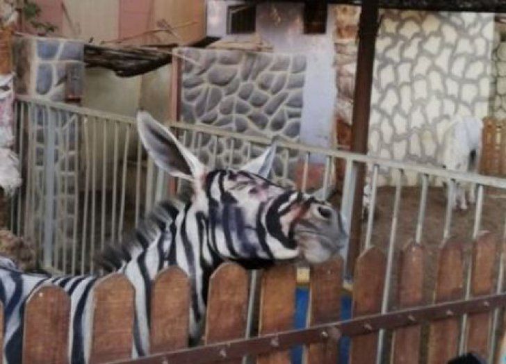 zebrasaumagar.jpg