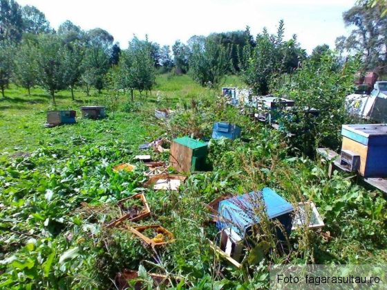 urs copacel_257068.jpg