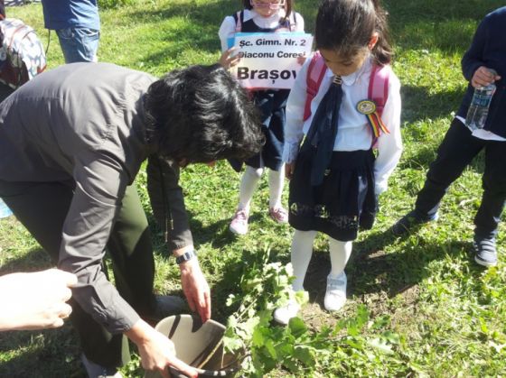 BRAȘOV. Școlari și preșcolari au plantat stejari de Centenar 5 elevi-prescolari-plantare (5)_259850.jpg