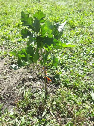 BRAȘOV. Școlari și preșcolari au plantat stejari de Centenar 7 puiet-stejar_259852.jpg