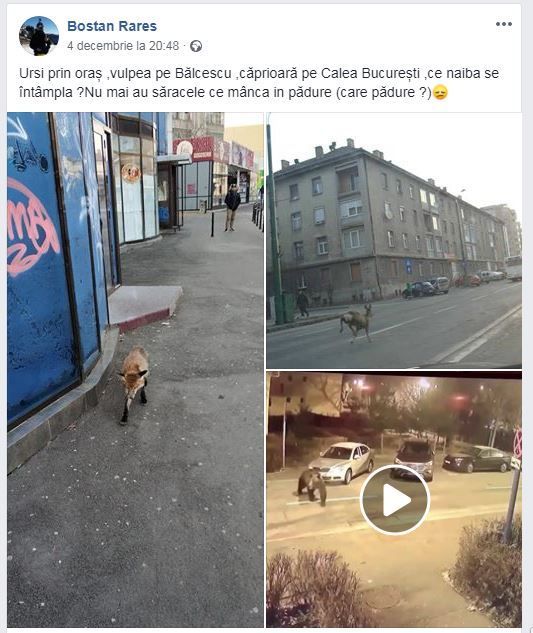 BRAȘOV. Și o căprioară a ajuns în centrul orașului 2 animale-bostan-rares.jpg