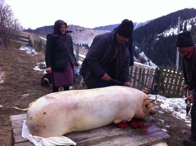 Ignatul îmbină practici creștine cu cele păgâne 2 ignat-porc.jpg