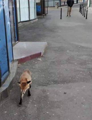 BRAŞOV. Vulpe în centrul oraşului! 2 vulpe1_260752.jpg