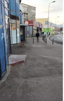 BRAŞOV. Vulpe în centrul oraşului! 3 vulpe2_260751.jpg