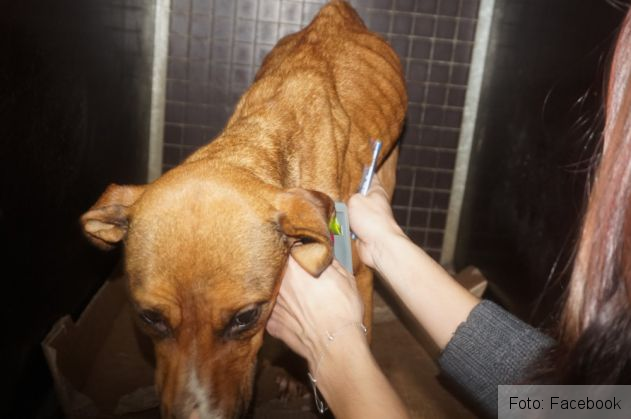 catei supravietuitori 2_262414.jpg