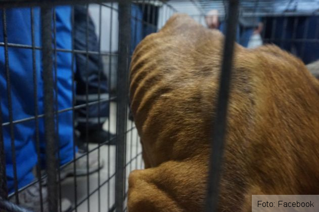 catei supravietuitori 3_262415.jpg