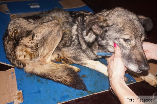 catei supravietuitori 4_262416.jpg