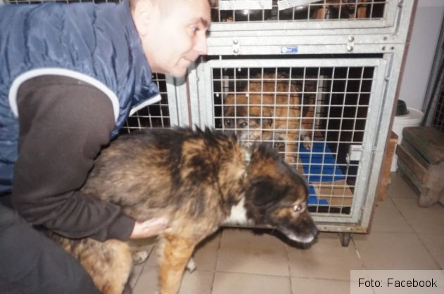 catei supravietuitori 6_262418.jpg