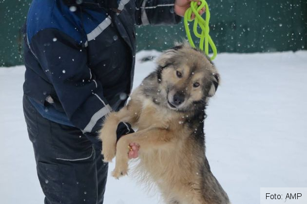 catei salvati 2_263586.jpg