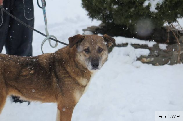 catei salvati 3_263589.jpg